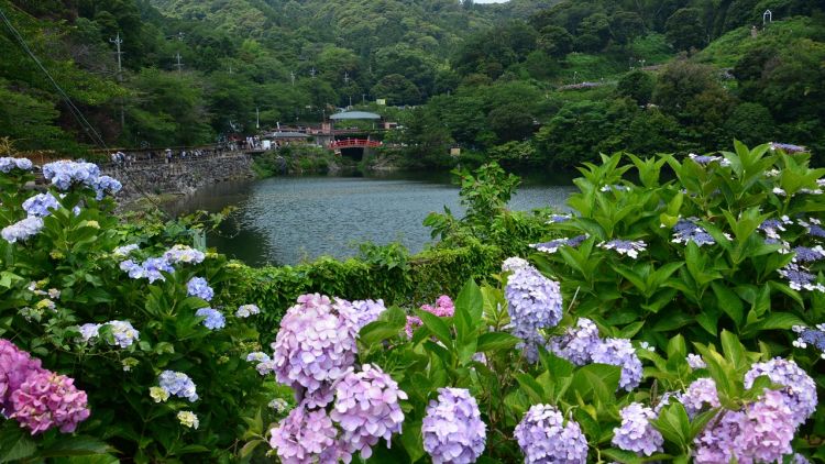 Ajisai no Sato (Tripadvidsor)