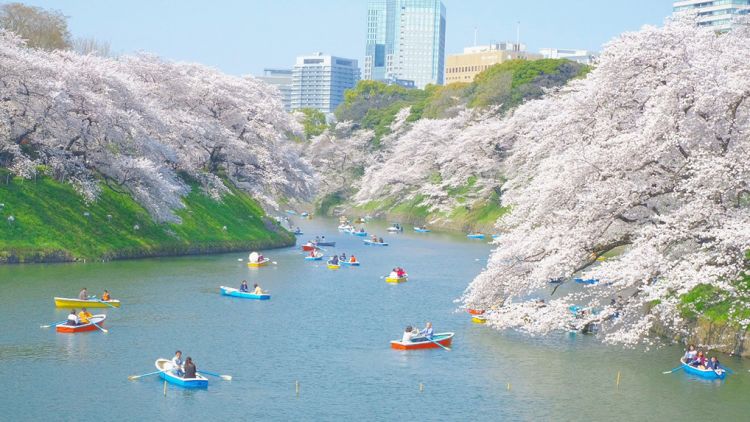 Chiyoda Sakura Festival.
