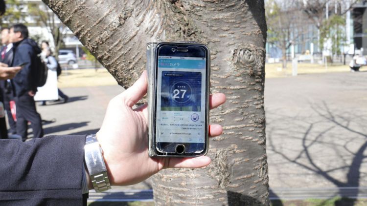 Keren! Jepang Gunakan Bantuan AI Untuk Merawat Pohon Sakura