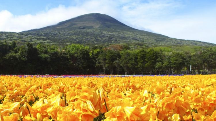 Hamparan bunga Freesia di Pulau Hachijojima