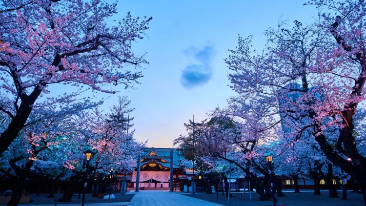 Nikmati keindahan bunga sakura malam hari di Kuil Yasukuni Nikmati keindahan bunga sakura malam hari di Kuil Yasukuni