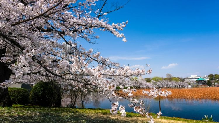 Bunga sakura di Ueno Park (www.gbni.co.jp)
