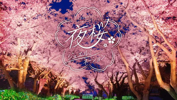 Night Cherry Blossom Jewel Illumination 2025 (PR Times)