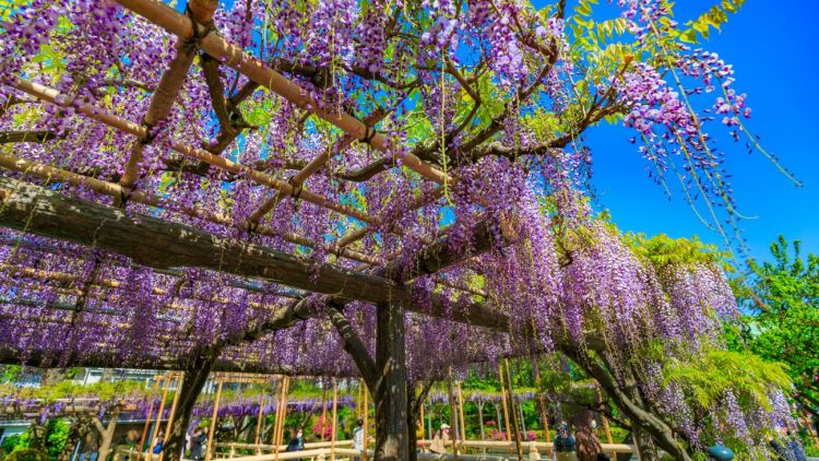 Wisteria di Kuil Kameido Tenjin.