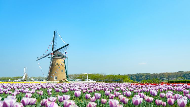 Pemandangan bunga tulip di Sakura Tulip Fiesta (nikomin/PhotoAC)