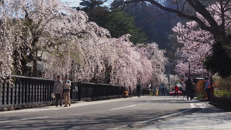 Kakunodate Cherry Blossom Festival Kakunodate Cherry Blossom Festival