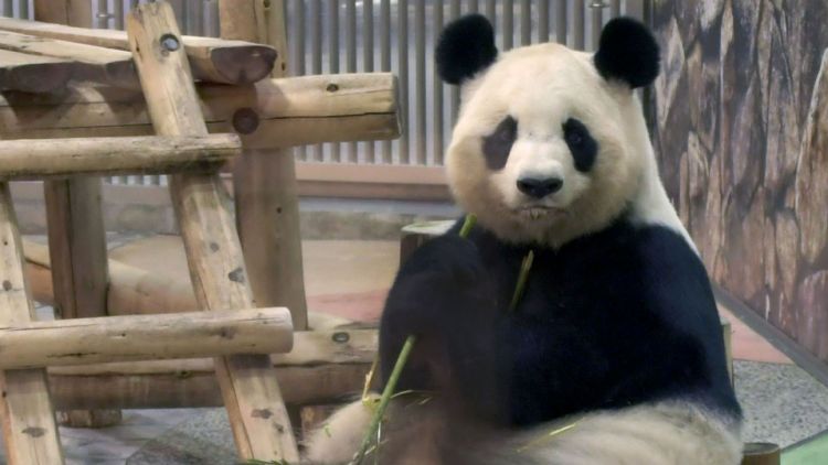 4 Panda Lucu di Adventure World Shirahama akan Dikembalikan ke Tiongkok