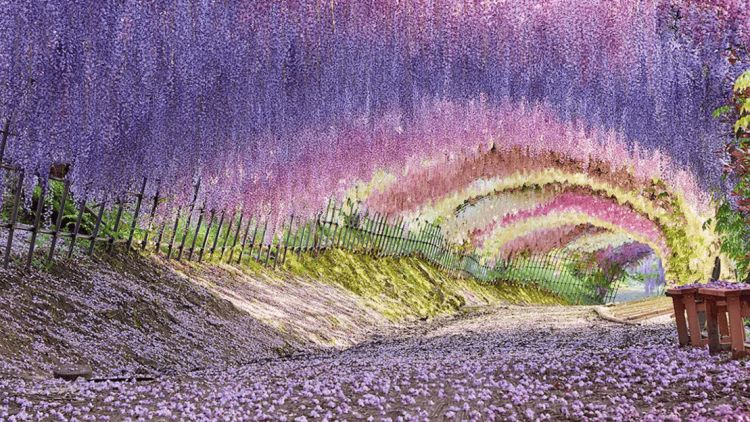 Terowongan bunga wisteria di Kawachi Fujien Wisteria Garden (Visit Kyushu) Terowongan bunga wisteria di Kawachi Fujien Wisteria Garden (Visit Kyushu)