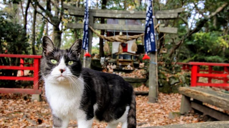 Tashirojima Island Tashirojima Island