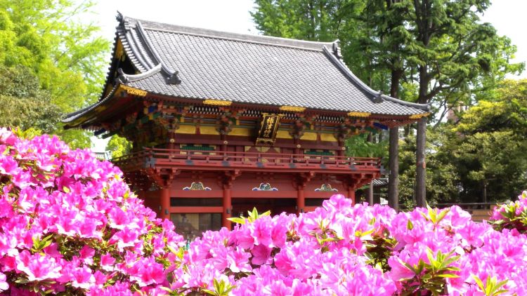 Bunga Azalea di Kuil Nezu (nedujinja.or.jp) Bunga Azalea di Kuil Nezu (nedujinja.or.jp)
