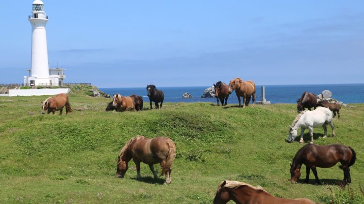 Shiriyazaki Shiriyazaki