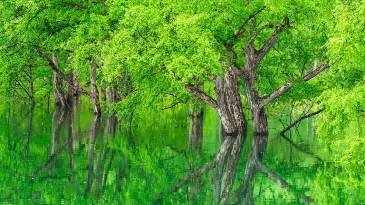 Bayangan pohon memantul melalui permukaan air di Danau Shirakawa