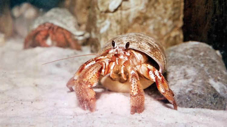 Kepiting pertapa (Britanica)