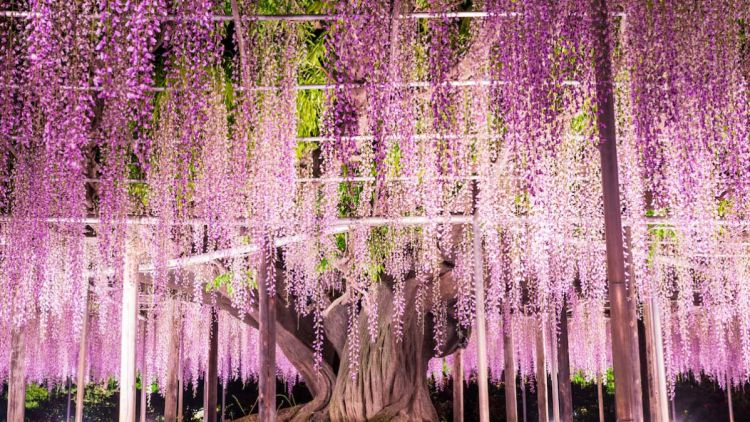 taman bunga di Jepang wisteria ashikaga flower park