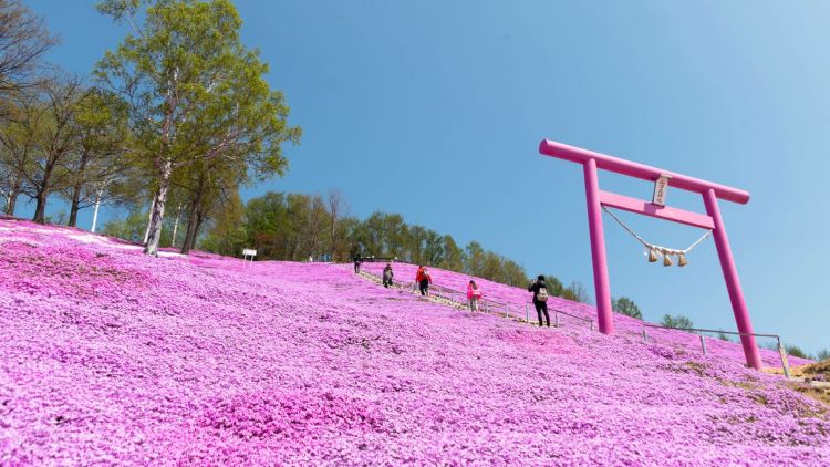 Higashimokoto Shibazakura Festival