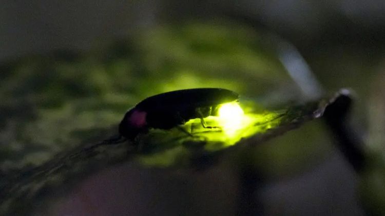 Yuyake Koyake Fureai no Sato