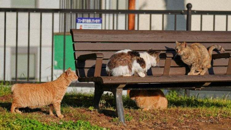 Kucing bobtail di Jepang. Kucing bobtail di Jepang.