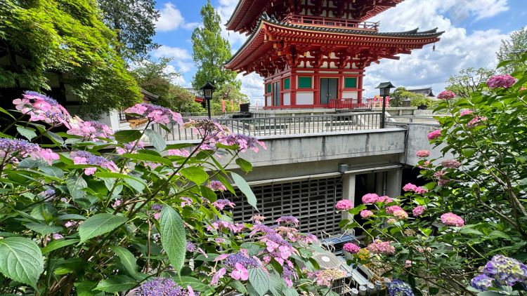 Bunga Hydrangea di Takahata Fudōson Bunga Hydrangea di Takahata Fudōson