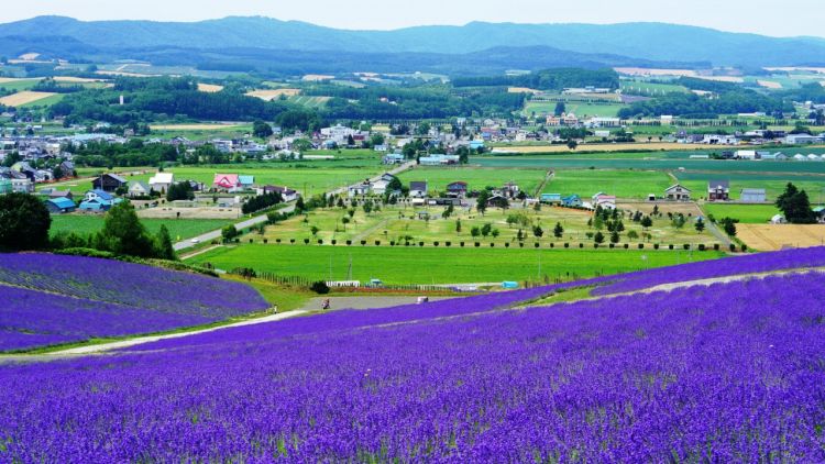 Hinode Lavender Garden