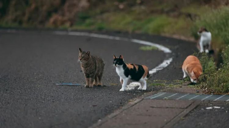 Ilustrasi. Kucing liar di jalanan Jepang (Pakutaso).