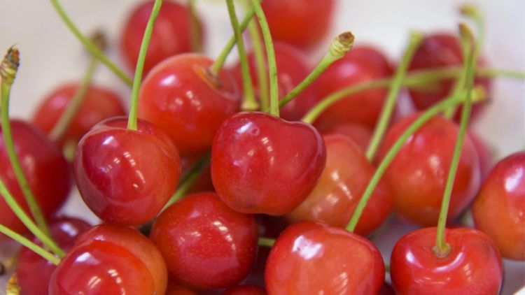 200 Kilogram Ceri Dicuri dari Perkebunan di Jepang