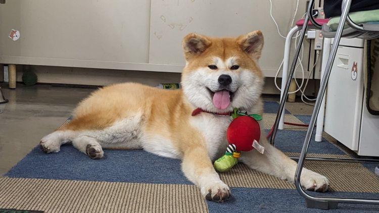 Salah satu anjing akita di Akita Inu Hall (Xakitainuho) Salah satu anjing akita di Akita Inu Hall (Xakitainuho)