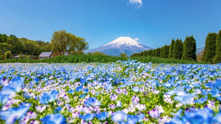 Hamparan bunga kosmos di Yamanakako Hanano Miyako