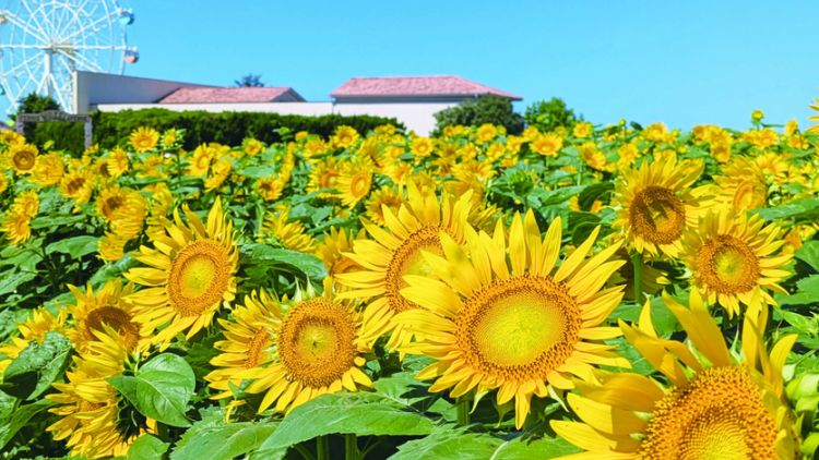 Bunga Matahari di Yokosuka Soleil Hill (soleil-park.jp) (1) (1)