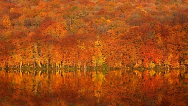 9 Tempat Terbaik Menikmati Musim Gugur di Aomori, Jepang