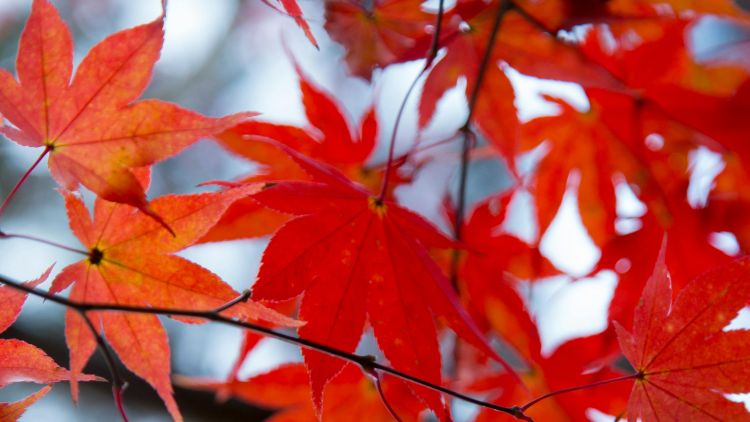 [UPDATE OKTOBER 2025] Autumn Forecast 2025 Jepang: Waktu Terbaik Menikmati Musim Gugur.