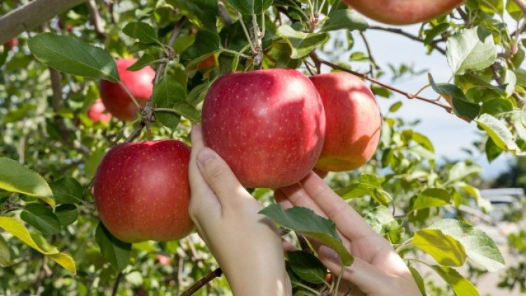 10 Makanan Wajib Coba Saat Musim Gugur di Jepang!