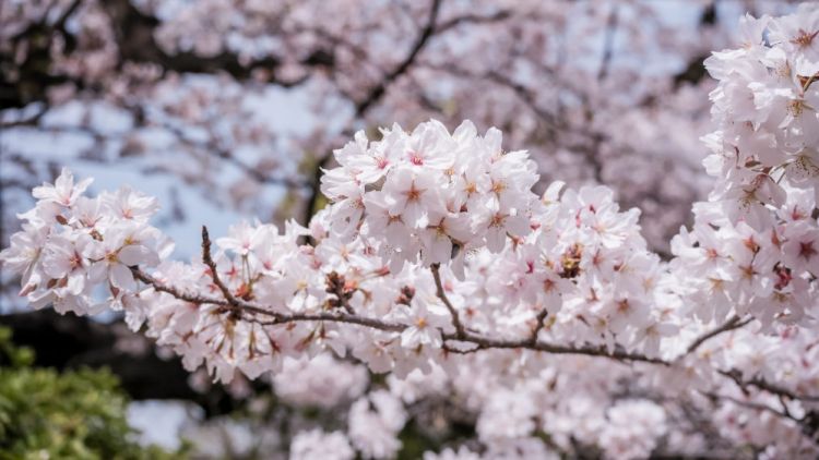 Prakiraan Awal Musim Sakura Jepang 2026 Telah Dirilis