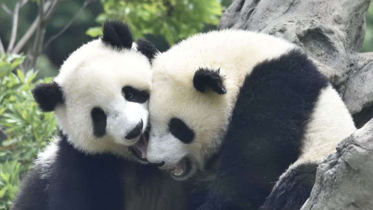 Xiao Xiao & Lei Lei Akan Dikembalikan ke China Januari 2026 Nanti