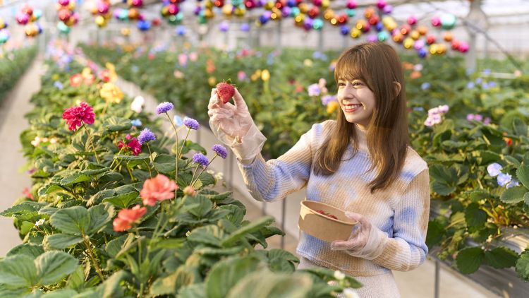 Rasakan Sensasi Manis di 5 Lokasi Petik Stroberi di Jepang