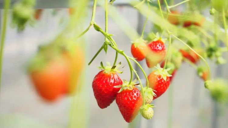 Rasakan Sensasi Manis di 5 Lokasi Petik Stroberi di Jepang