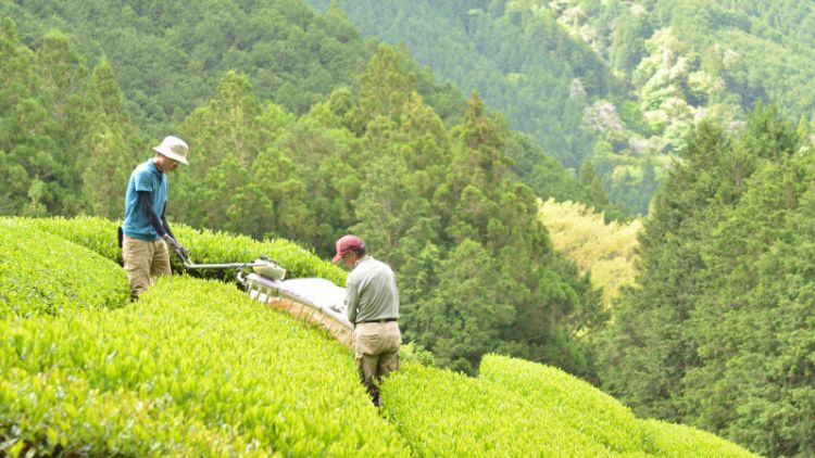 Eksplorasi Shizuoka, Oasis Teh Hijau di Tengah Rute Emas Jepang