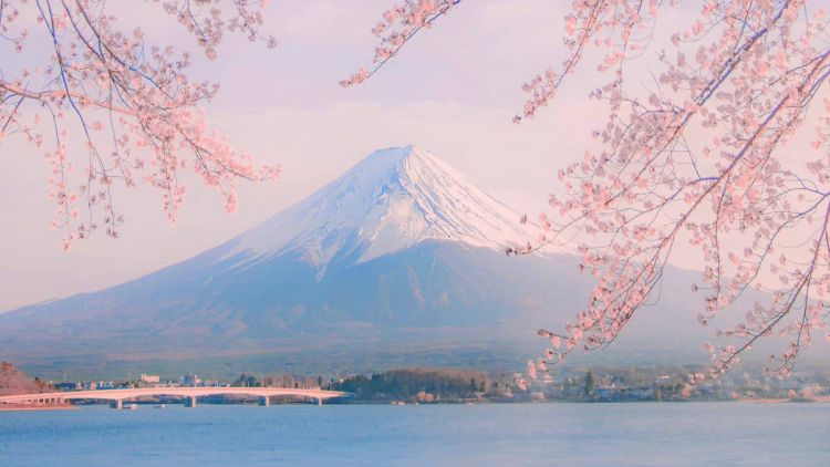 Overtourism Jadi Alasan, Festival Sakura Fujiyoshida Dibatalkan