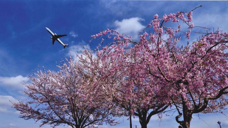 Rekomendasi Spot Sakura Sekitar Narita Airport