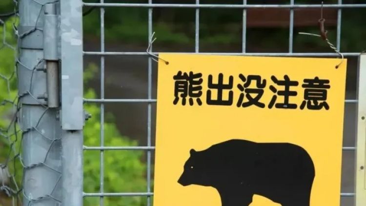 Pendaki di Jepang Terjatuh ke Lubang yang Ternyata Berisi Beruang