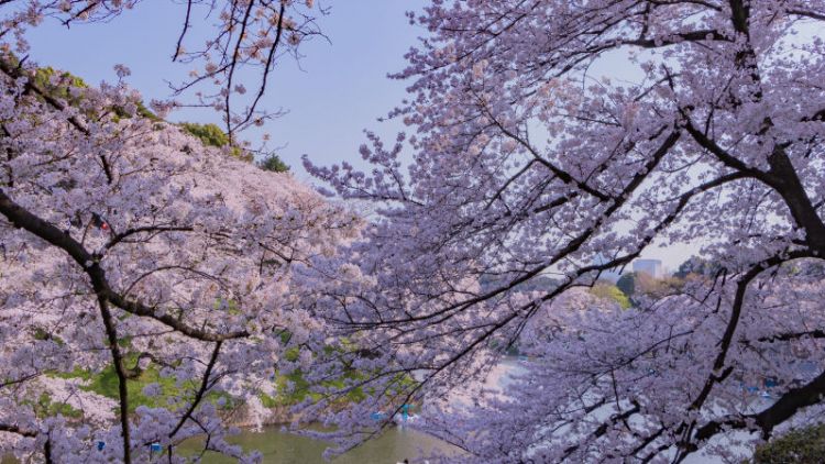 Rekomendasi Festival Bunga Sakura di Tokyo pada 2026