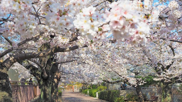 Nikmati Hanami di Kobe — 5 Spot Bunga Sakura yang Tenang, Jauh dari Keramaian