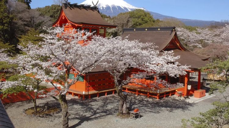 Cara Baru Lihat Gunung Fuji: Naik Kereta Eksklusif Khusus Turis 