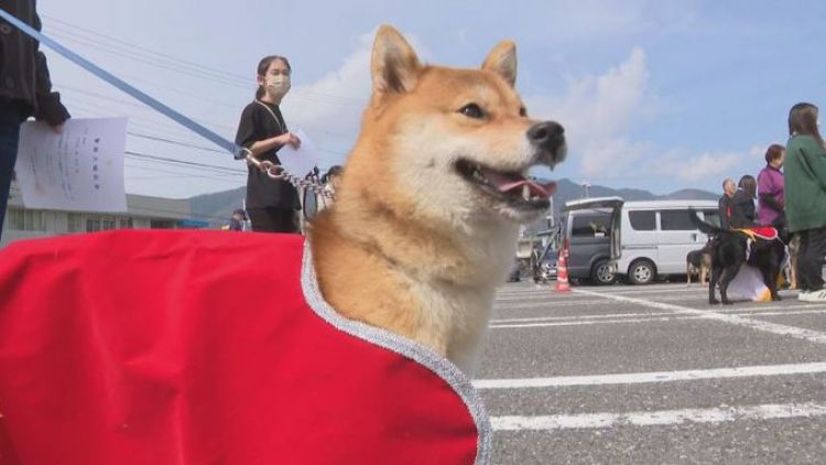 "Tsubu" Shiba Inu Pertama Yang Bertugas Sebagai Polisi Di Jepang