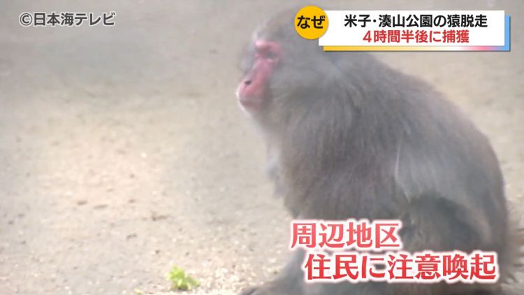 Politisi Jepang Ditangkap Atas Kasus Suap untuk Kurangi Jumlah Monyet di Taman