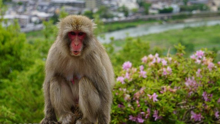Politisi Jepang Ditangkap Atas Kasus Suap untuk Kurangi Jumlah Monyet di Taman