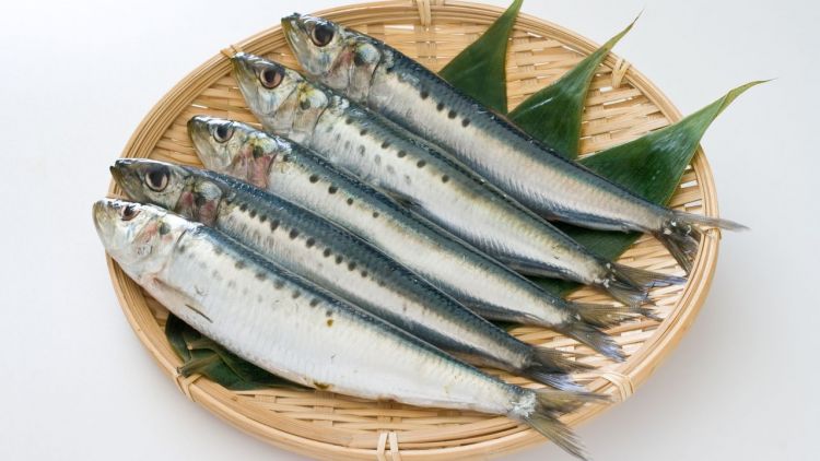 Iwashi, Ikan Sarden yang Diolah Menjadi Berbagai Hidangan Khas Jepang 
