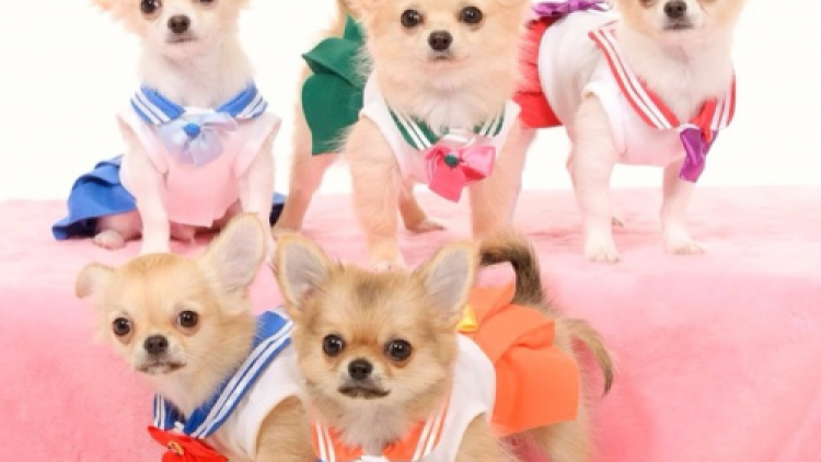 3a sailor-moon-chihuahuas-pawsplay