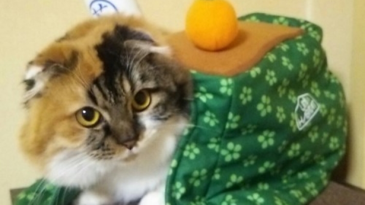 4a cat_6 4a cat_6