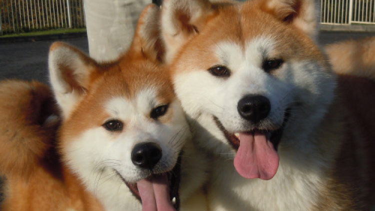 Akita, Anjing Pekerja Kebanggaan Jepang Akita, Anjing Pekerja Kebanggaan Jepang