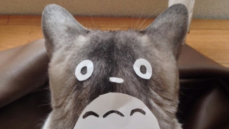Bagaimana membuat kucing peliharaan menjadi Totoro Ini dia caranya! (1) Bagaimana membuat kucing peliharaan menjadi Totoro Ini dia caranya! (1)